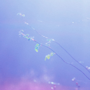 少妇被下药强摸做爰A片
